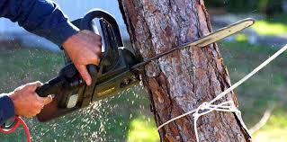 Tree and Shrub Care in Sunny Isles Beach, FL