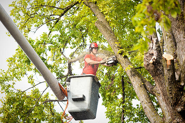 How Our Tree Care Process Works  in  Sunny Isles Beach, FL